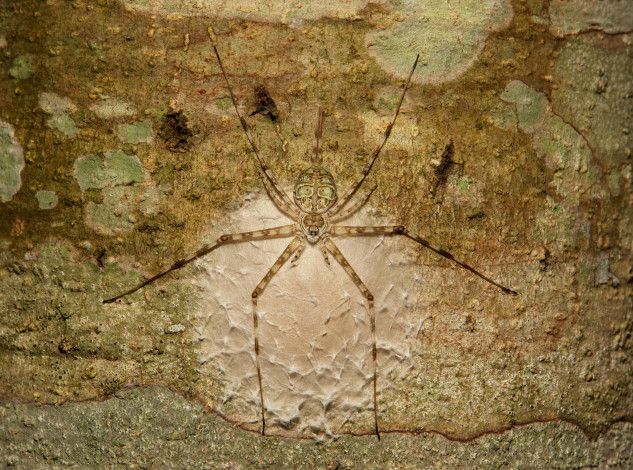 Обои картинки фото животные, пауки, паук