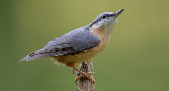 Обои картинки фото животные, поползни, птичка