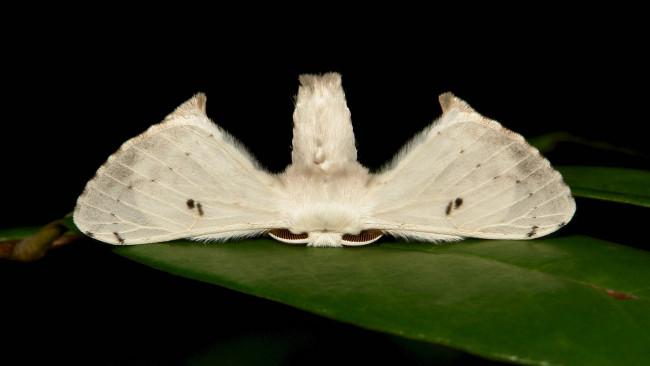 Обои картинки фото животные, бабочки,  мотыльки,  моли, моль