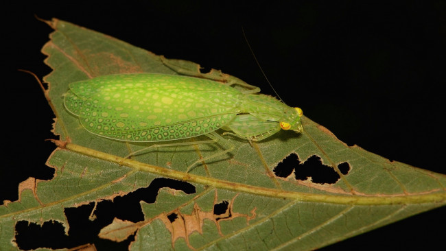 Обои картинки фото животные, богомолы, богомол