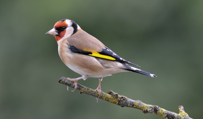 Обои картинки фото животные, птицы, птичка