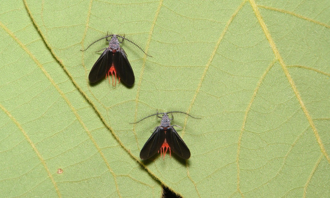 Обои картинки фото животные, насекомые, мошки