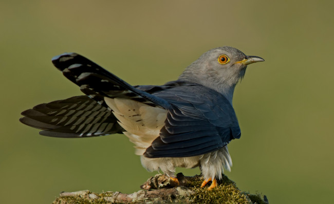 Обои картинки фото животные, птицы, птичка