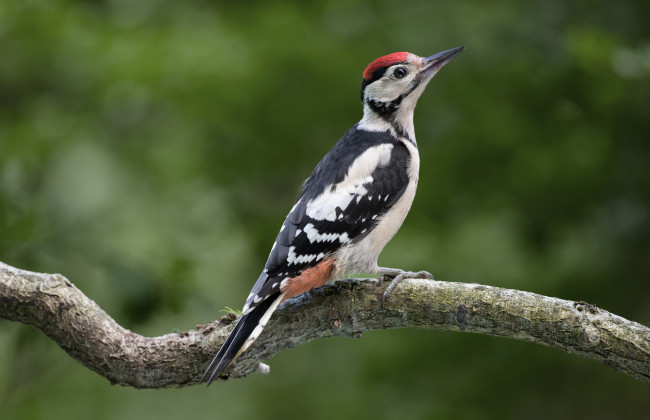 Обои картинки фото животные, дятлы, птичка