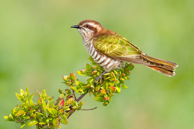 Обои картинки фото животные, птицы, птичка