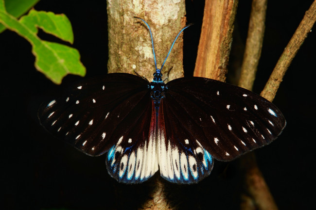 Обои картинки фото животные, бабочки,  мотыльки,  моли, бабочка