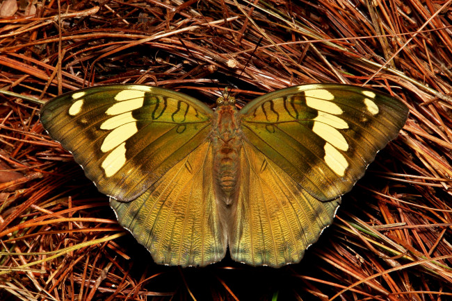 Обои картинки фото животные, бабочки,  мотыльки,  моли, бабочка