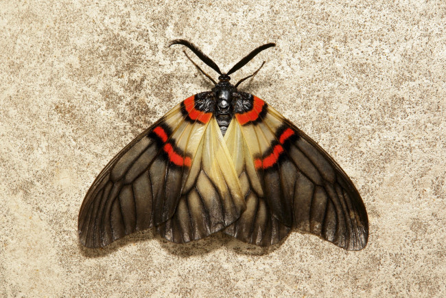 Обои картинки фото животные, бабочки,  мотыльки,  моли, мотылёк