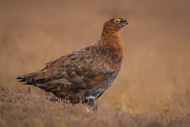 Обои картинки фото животные, глухари,  тетерева, птичка
