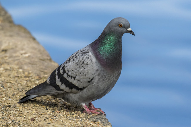 Обои картинки фото животные, голуби, птичка