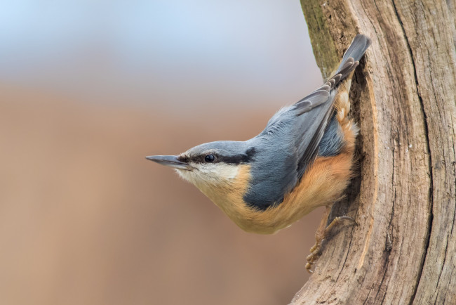 Обои картинки фото животные, поползни, птичка