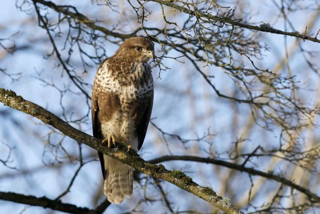 Обои картинки фото животные, птицы - хищники, птичка