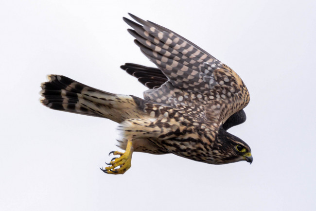 Обои картинки фото животные, птицы - хищники, птичка