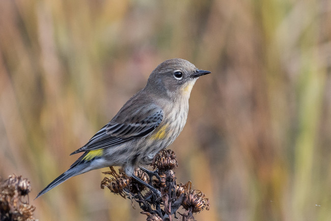 Обои картинки фото животные, птицы, птичка
