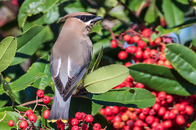Обои картинки фото животные, птицы, птичка