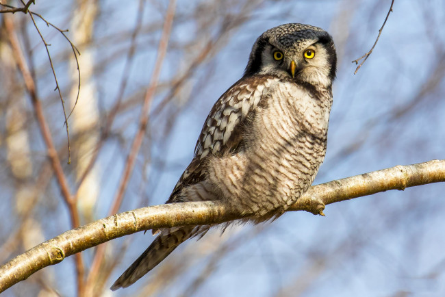 Обои картинки фото животные, совы, птичка