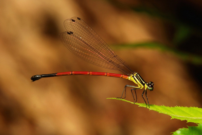 Обои картинки фото животные, стрекозы, стрекоза