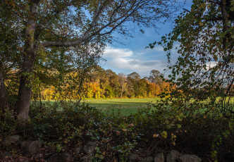 Картинка природа лес простор