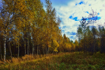 Картинка природа лес простор