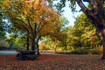 Картинка природа парк простор