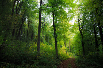 Картинка природа лес простор