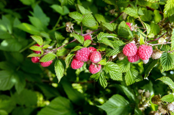 Картинка природа Ягоды малина