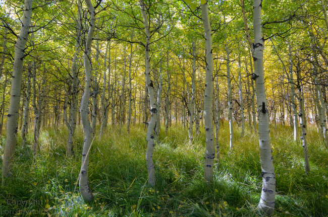 Обои картинки фото природа, лес, простор