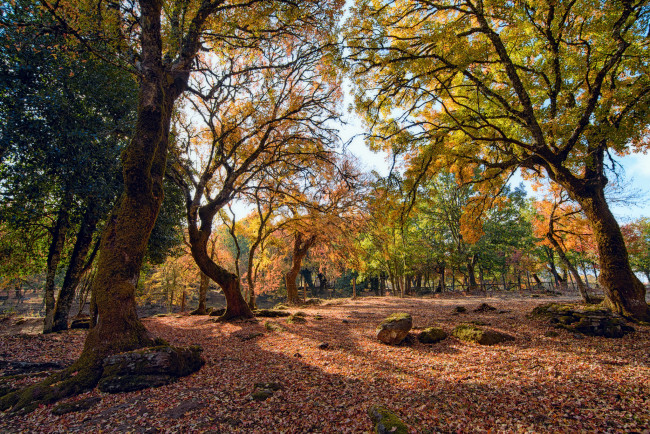 Обои картинки фото природа, деревья, простор