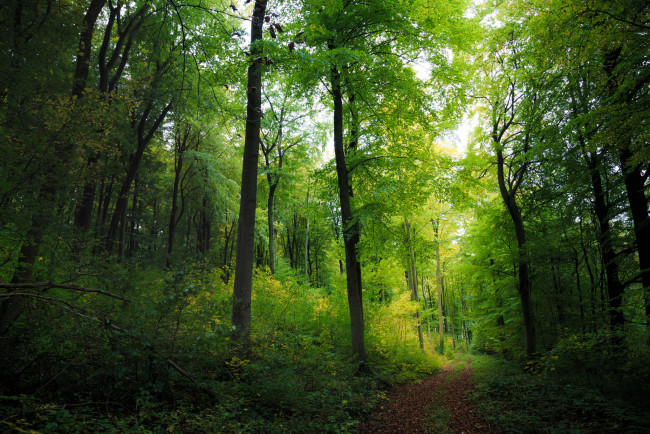 Обои картинки фото природа, лес, простор