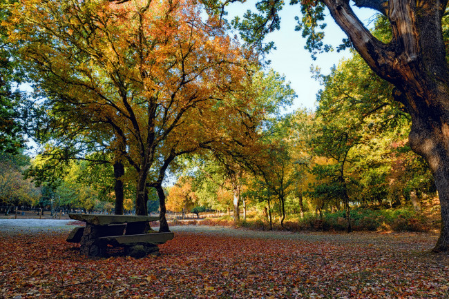 Обои картинки фото природа, парк, простор