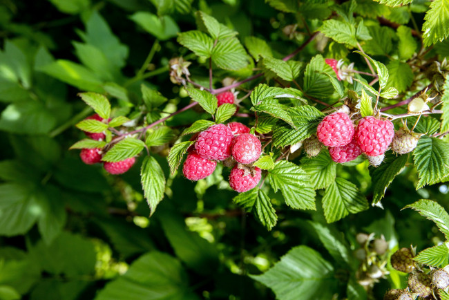 Обои картинки фото природа, Ягоды, малина