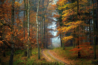 Картинка природа лес листопад осень