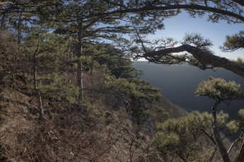 Картинка природа лес простор