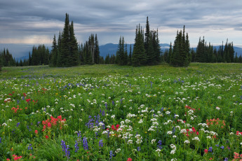 Картинка природа луга простор