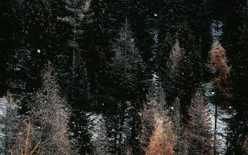 Картинка природа деревья верхушки