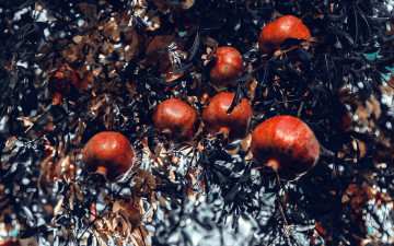 Картинка природа плоды гранат