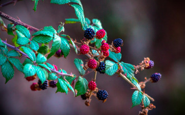 Картинка природа Ягоды ежевика