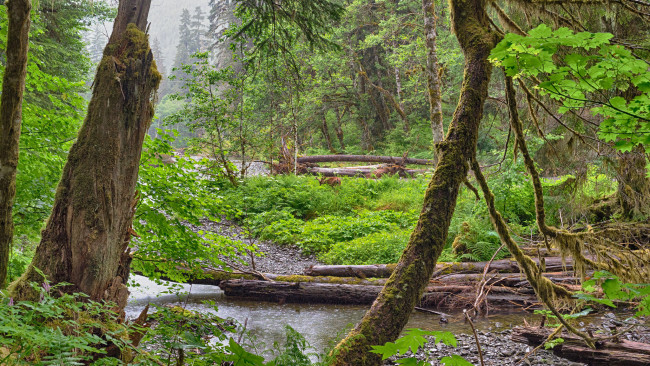 Обои картинки фото природа, лес, простор