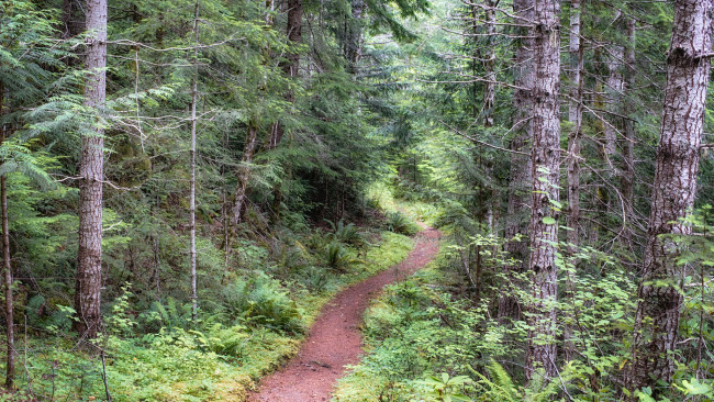 Обои картинки фото природа, лес, простор