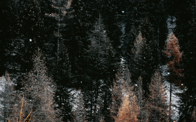 Обои картинки фото природа, деревья, верхушки