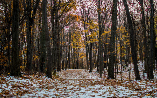 Обои картинки фото природа, лес, листопад, осень