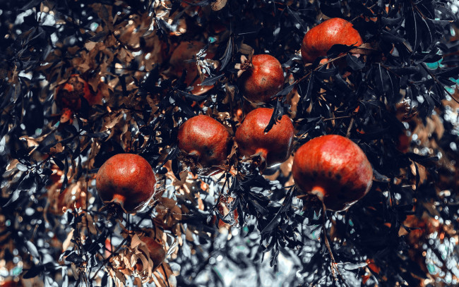 Обои картинки фото природа, плоды, гранат