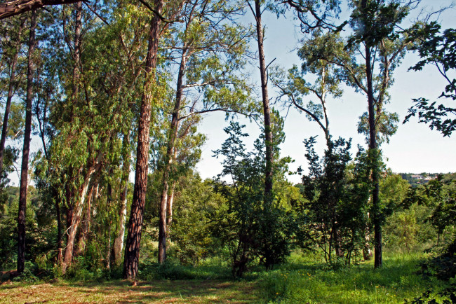 Обои картинки фото природа, лес, деревья