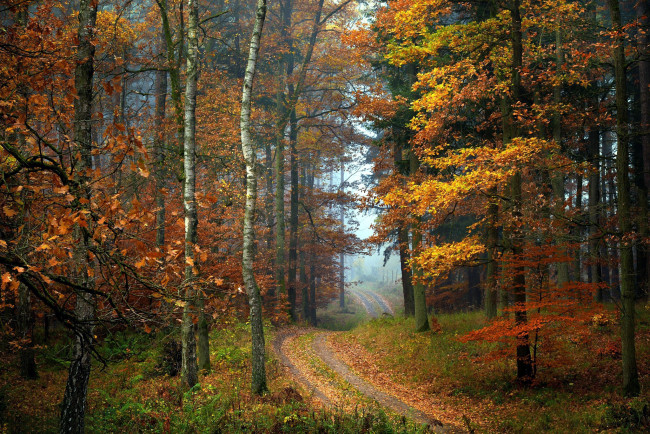 Обои картинки фото природа, лес, листопад, осень