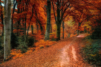 Картинка природа лес листопад осень