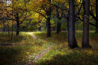 Картинка природа лес тропинка трава деревья