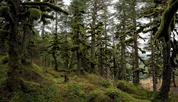 Картинка природа лес мох деревья