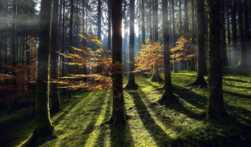 Картинка природа лес сосны