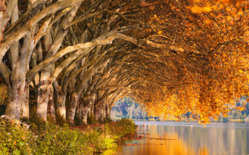 Картинка природа реки озера осень