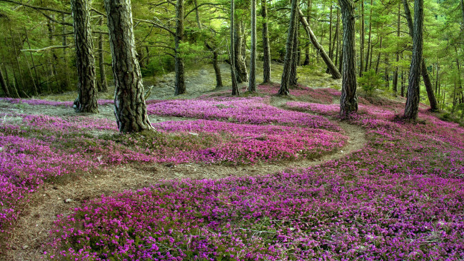 Обои картинки фото природа, лес, вереск
